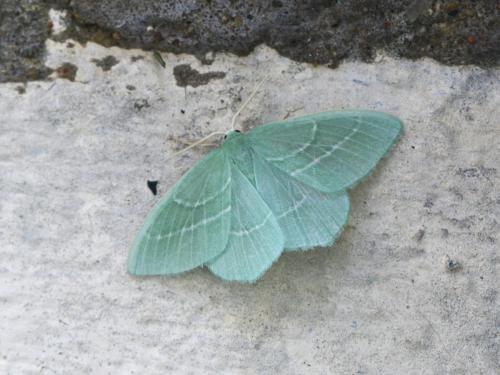Hemistola chrysoprasaria